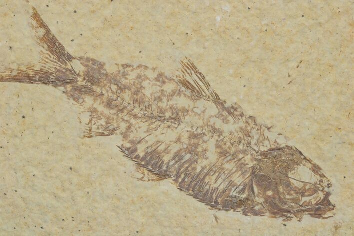Fossil Fish (Knightia) - Wyoming #217551